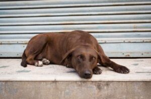 duelo por la muerte de un animal